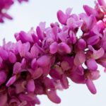 judas tree 2222644 1280