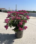 spiraea anthony waterer V19