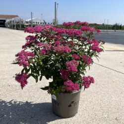 spiraea anthony waterer V19