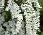 spiraea arguta v19 dettaglio 001143
