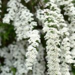 spiraea arguta v19 dettaglio 001143