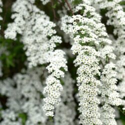spiraea arguta v19 dettaglio 001143