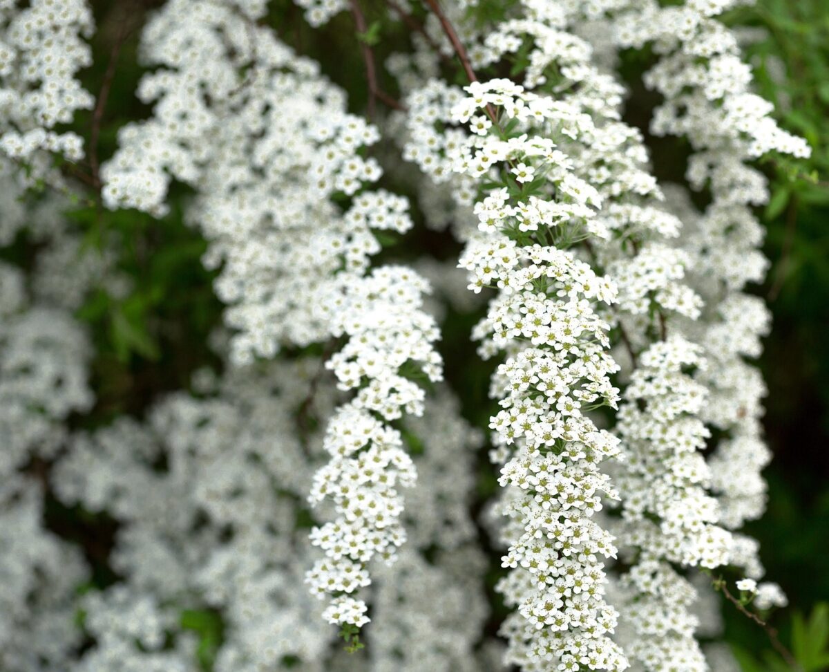spiraea arguta v19 dettaglio 001143 spiraea arguta v19 dettaglio 001143