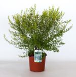 spiraea arguta v19 produzione 001143