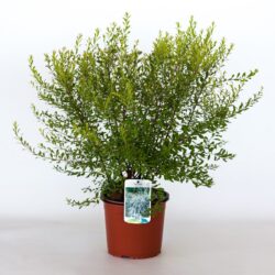 spiraea arguta v19 produzione 001143