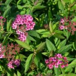 spiraea bumalda anthony dettaglio 001146