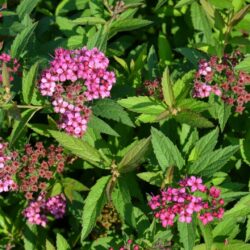 spiraea bumalda anthony dettaglio 001146