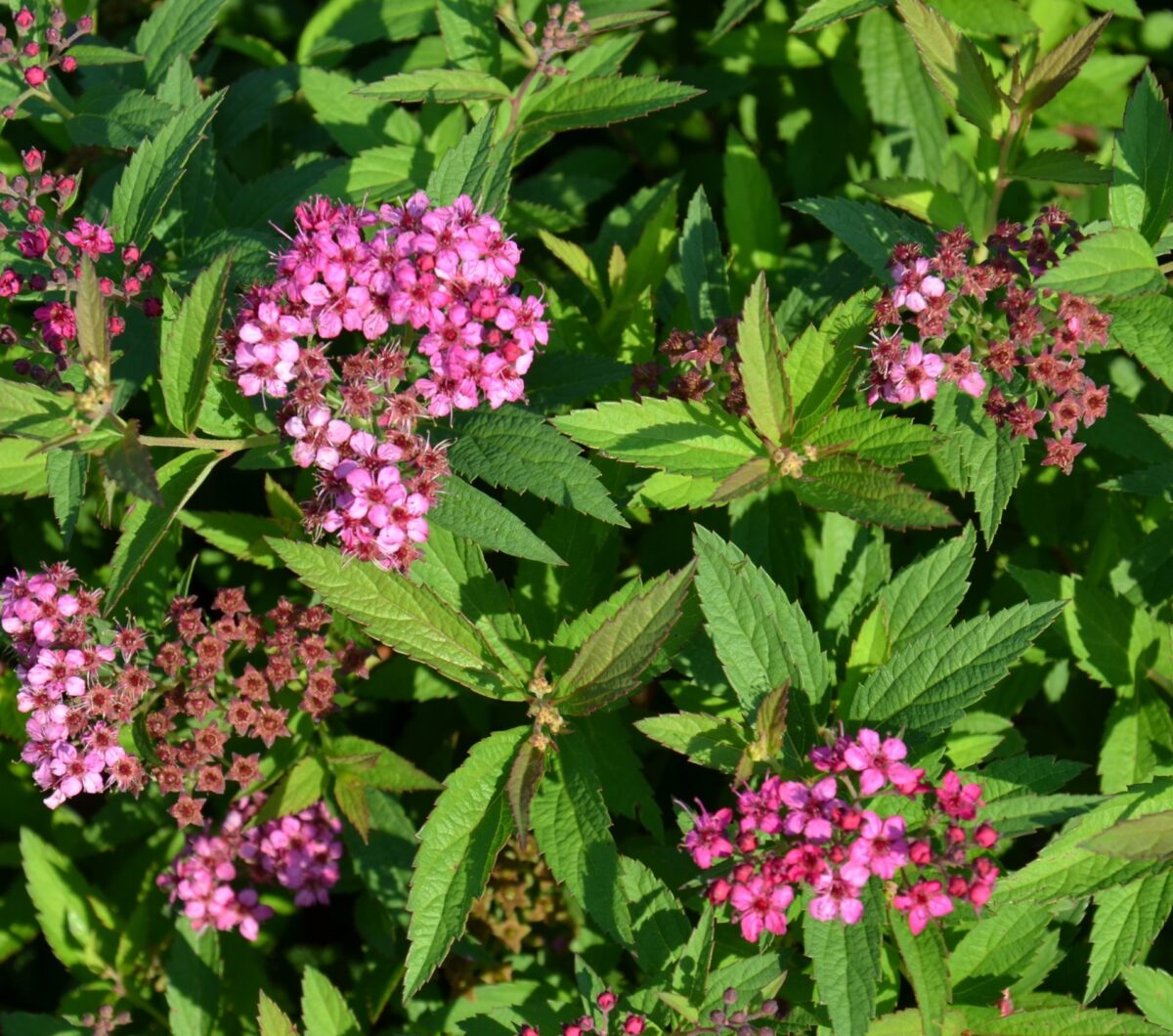 spiraea bumalda anthony dettaglio 001146 spiraea bumalda anthony dettaglio 001146