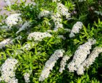 spiraea cinerea grefsheim dettaglio 001150