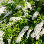 spiraea cinerea grefsheim dettaglio 001150