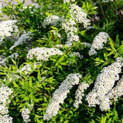 spiraea cinerea grefsheim dettaglio 001150