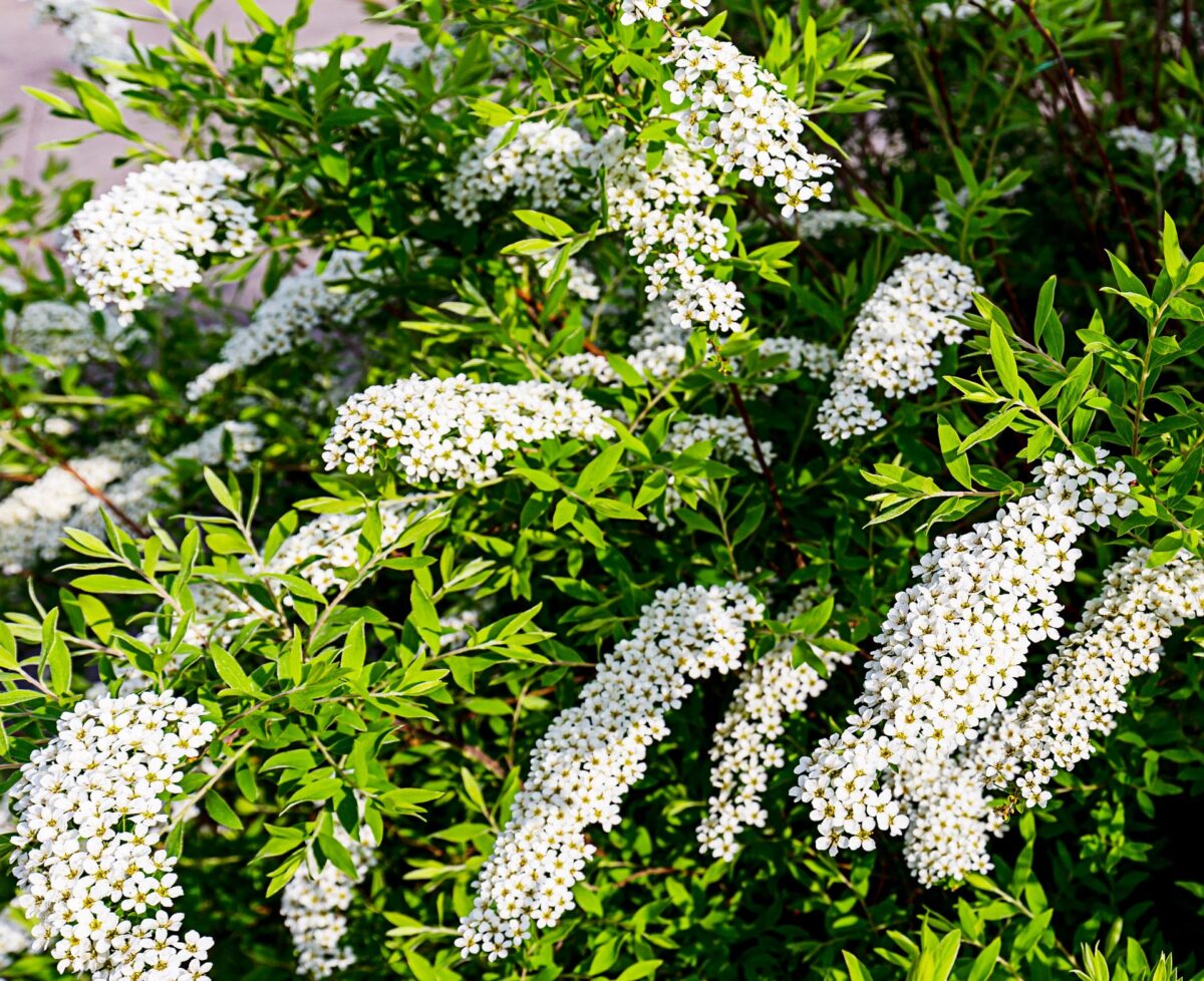spiraea cinerea grefsheim dettaglio 001150 spiraea cinerea grefsheim dettaglio 001150