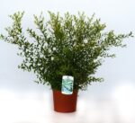 spiraea cinerea grefsheim produzione 001150