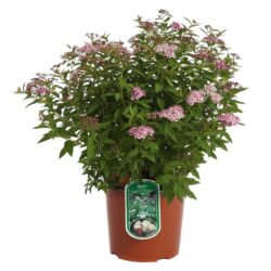 spiraea jap shirobana v19