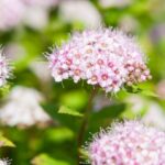 spiraea japonica golden dettaglio 001152