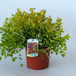 spiraea japonica golden produzione 001152