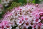 spiraea japonica little dettaglio 001153