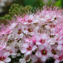 spiraea japonica little dettaglio 001153