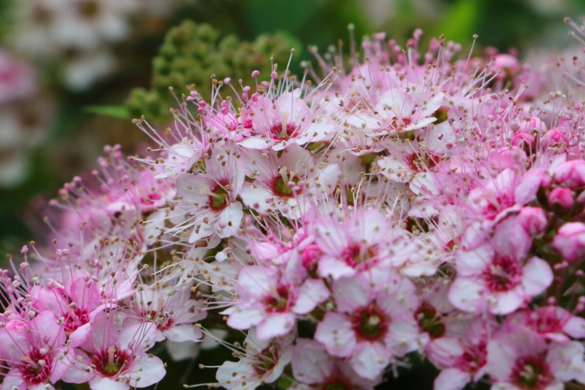 spiraea japonica little dettaglio 001153 spiraea japonica little dettaglio 001153