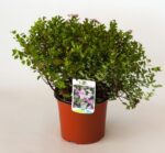 spiraea japonica little produzione 001153