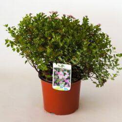 spiraea japonica little produzione 001153