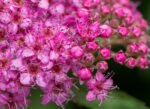 spiraea japonica magic dettaglio 014223