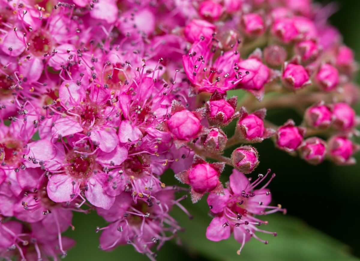 spiraea japonica magic dettaglio 014223 spiraea japonica magic dettaglio 014223
