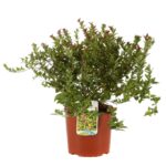 spiraea japonica magic produzione 014223