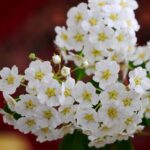 spiraea nipponica snowmound dettaglio 001154