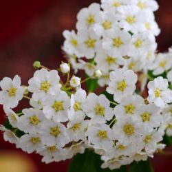 spiraea nipponica snowmound dettaglio 001154