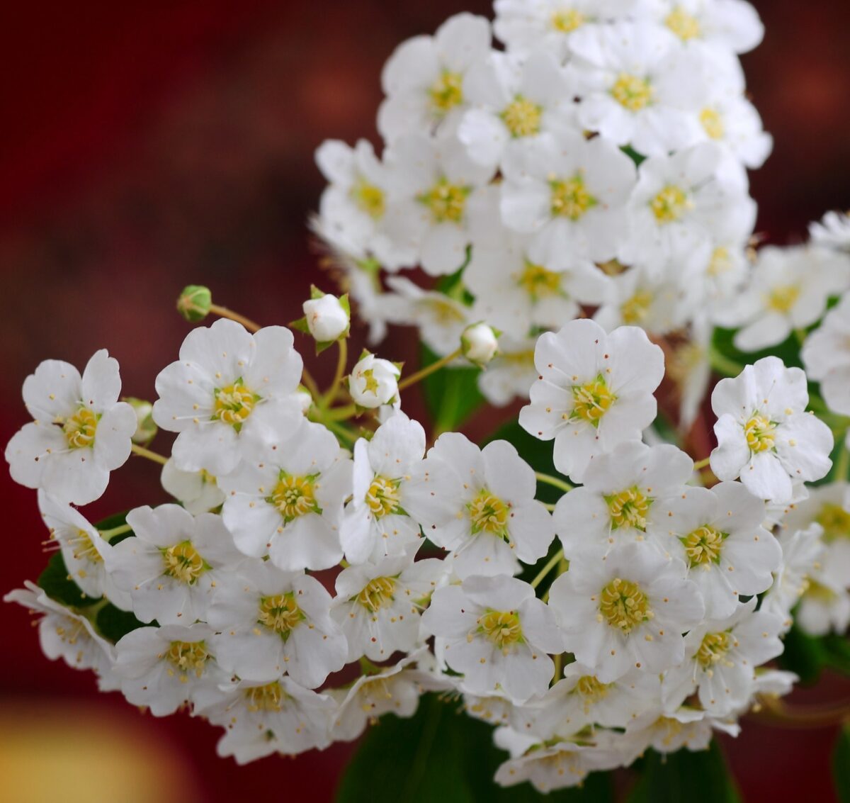 spiraea nipponica snowmound dettaglio 001154 spiraea nipponica snowmound dettaglio 001154