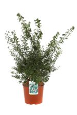 spiraea nipponica snowmound produzione 001154