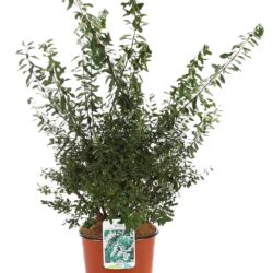 spiraea nipponica snowmound produzione 001154