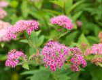 spiraea shirobana