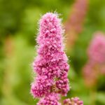 spiraea triumphans