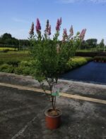 spiraea triumphans v19