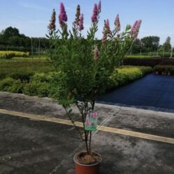 spiraea triumphans v19