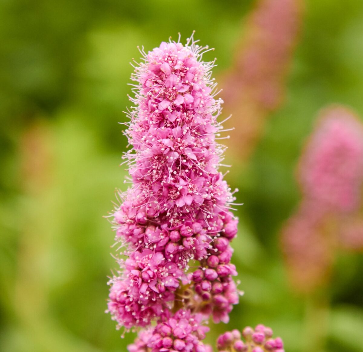 spiraea triumphans spiraea triumphans
