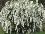 spiraea vanhouttei matura