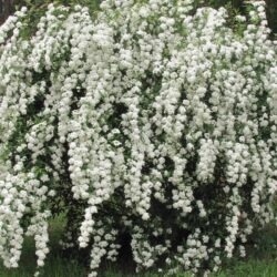 spiraea vanhouttei matura