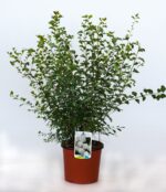 spiraea vanhouttei v19 produzione 001158