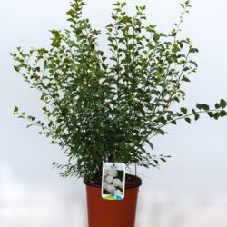 spiraea vanhouttei v19 produzione 001158