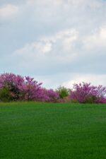 tree of judea 5115920 1280