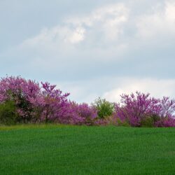 tree of judea 5115920 1280