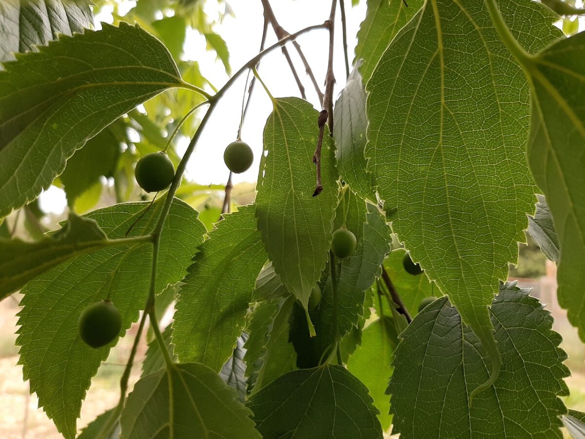 Celtis australis Bagolaro Celtis australis Bagolaro