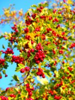 berry 693924 1280