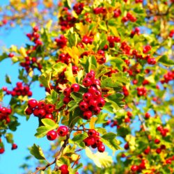 berry 693924 1280