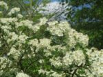 crataegus monogyna 855400 1280