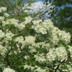 crataegus monogyna 855400 1280