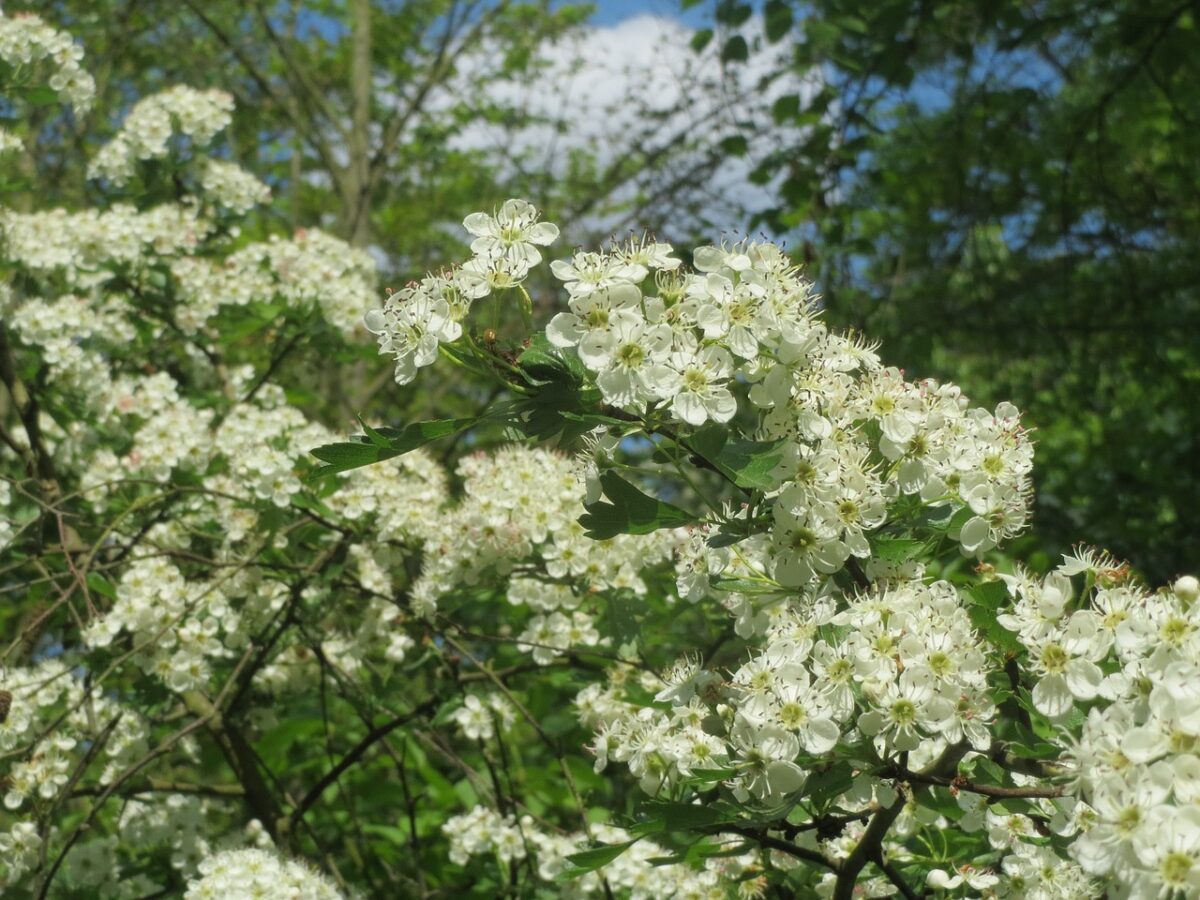 crataegus monogyna 855400 1280 crataegus monogyna 855400 1280